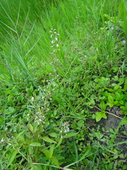 Lysimachia decurrens