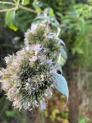 Pycnanthemum incanum