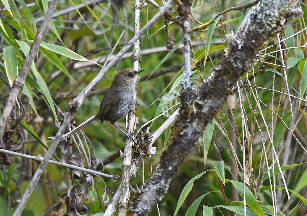 Vilcabamba Thistletail photo
