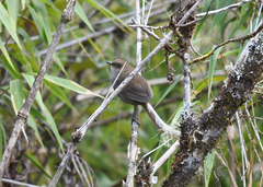 Asthenes vilcabambae