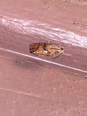 Cydia latiferreana