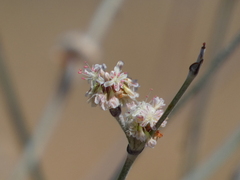 Eriogonum elongatum
