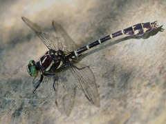 Stylurus scudderi