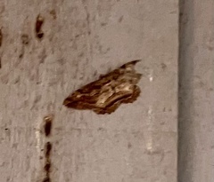 Neoalcis californiaria