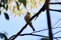 Pachycephala rufiventris