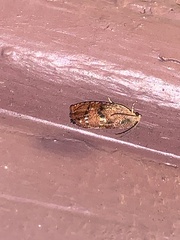Cydia latiferreana