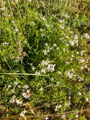 Stenaria nigricans
