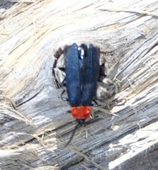 Calochromus ruficollis