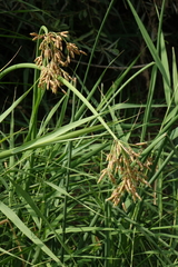 Schoenoplectus tabernaemontani