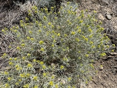 Chrysothamnus viscidiflorus