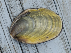Mollusca