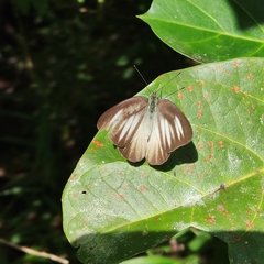 Appias lyncida