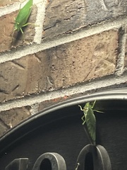 Pterophylla camellifolia