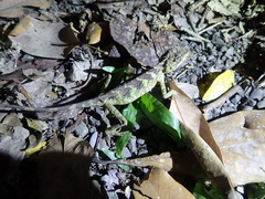 Diploderma swinhonis