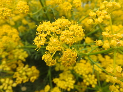 Hippomarathrum cristatum