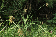 Schoenoplectus tabernaemontani