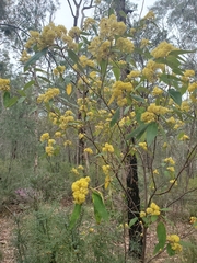 Pomaderris intermedia