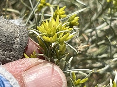 Chrysothamnus viscidiflorus