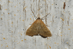 Achyra rantalis