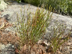 Hypericum gentianoides