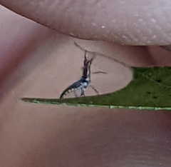 Chrysoperla rufilabris