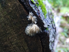 Radulomyces copelandii