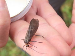 Dicosmoecus