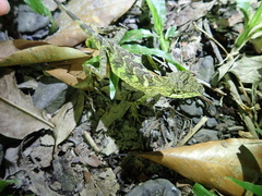 Diploderma swinhonis