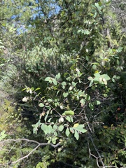 Symphoricarpos rotundifolius