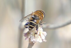 Palpada mexicana