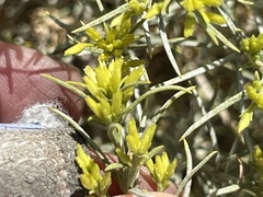 Chrysothamnus viscidiflorus