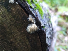 Radulomyces copelandii