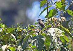 Myiotheretes fuscorufus