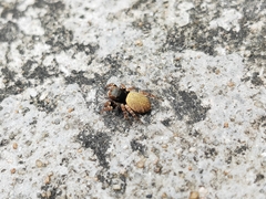Carrhotus sannio