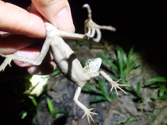 Diploderma swinhonis