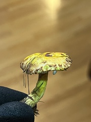 Suillus americanus