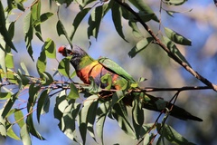 Trichoglossus moluccanus