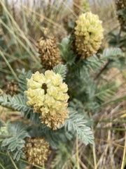 Astragalus pycnostachyus