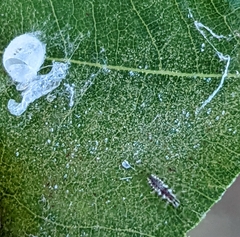 Chrysoperla rufilabris