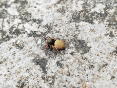 Carrhotus sannio