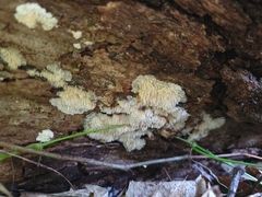 Radulomyces copelandii