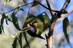 Trichoglossus moluccanus