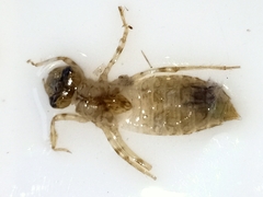 Procordulia grayi