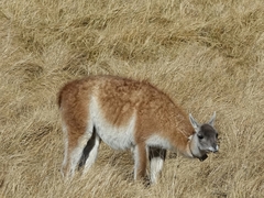 Lama guanicoe