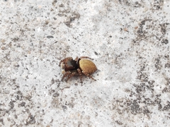 Carrhotus sannio
