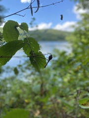 Corylus cornuta