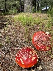 Amanita muscaria flavivolvata