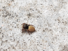 Carrhotus sannio