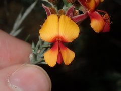 Jacksonia hakeoides