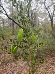 Acacia hispidula